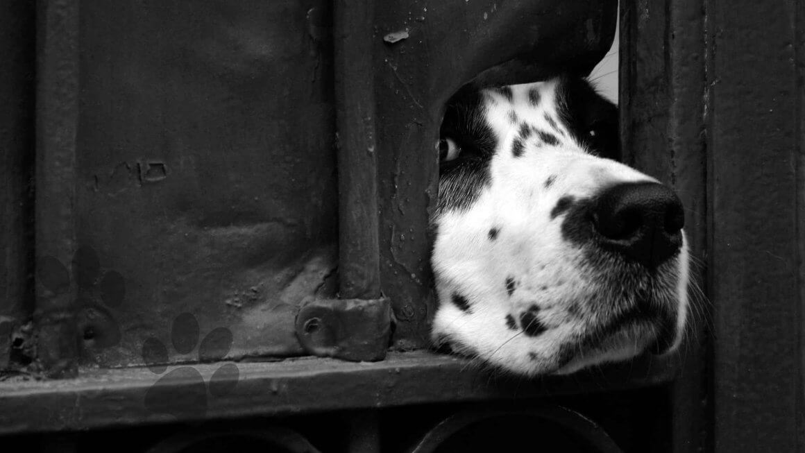 Paws Off! How to Prevent and Repair Pet Claw Scratches on Doors