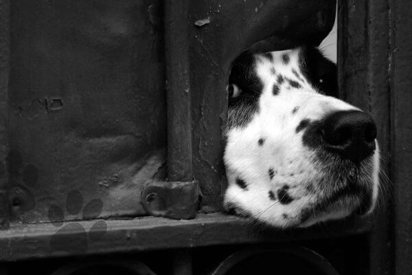 Paws Off! How to Prevent and Repair Pet Claw Scratches on Doors