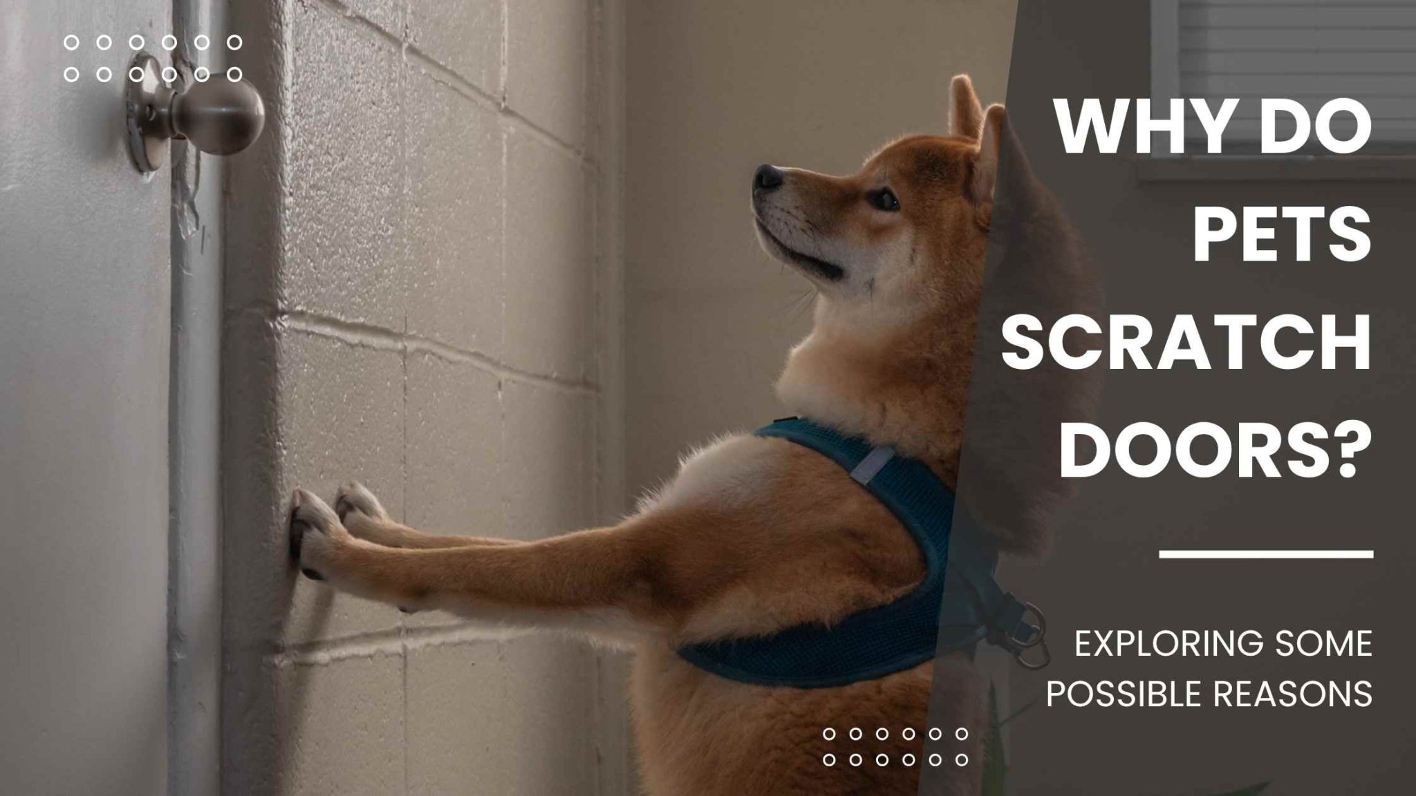 How to Fix Dog Scratches on Wood Door: Easy Repair Tips