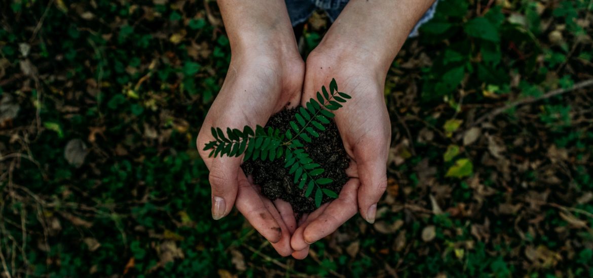 Photograph of hands cupping a plant and soil
