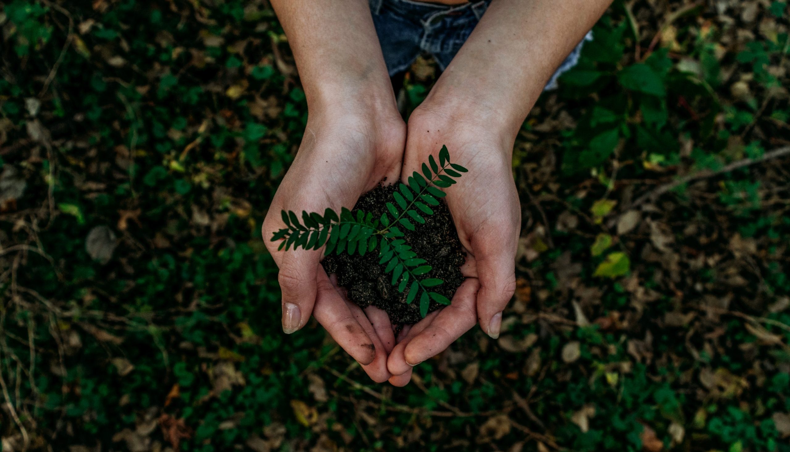 Photograph of hands cupping a plant and soil