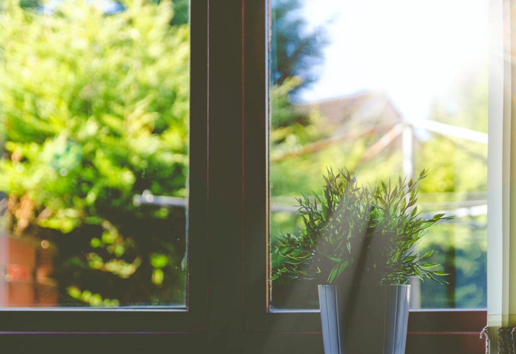Photograph of a plant next to a window with sunlight coming in