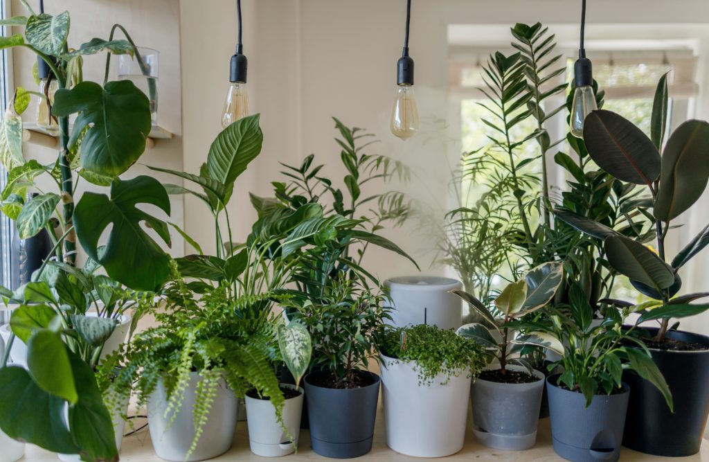 Photograph of various different houseplants in pots