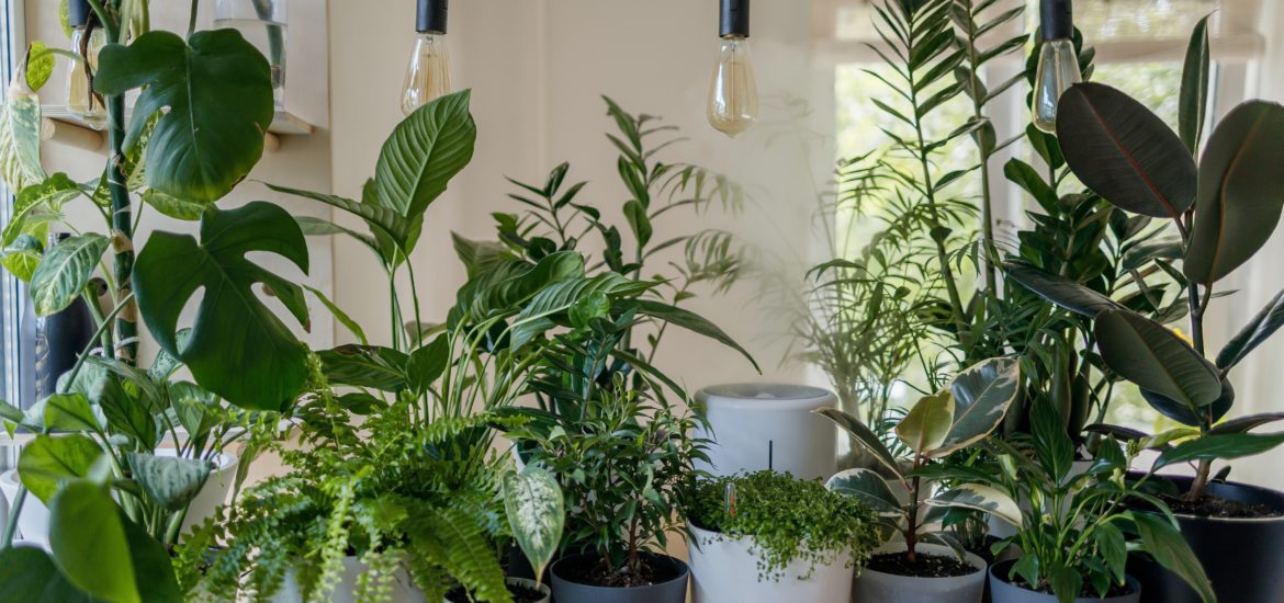 Photograph of houseplants in pots