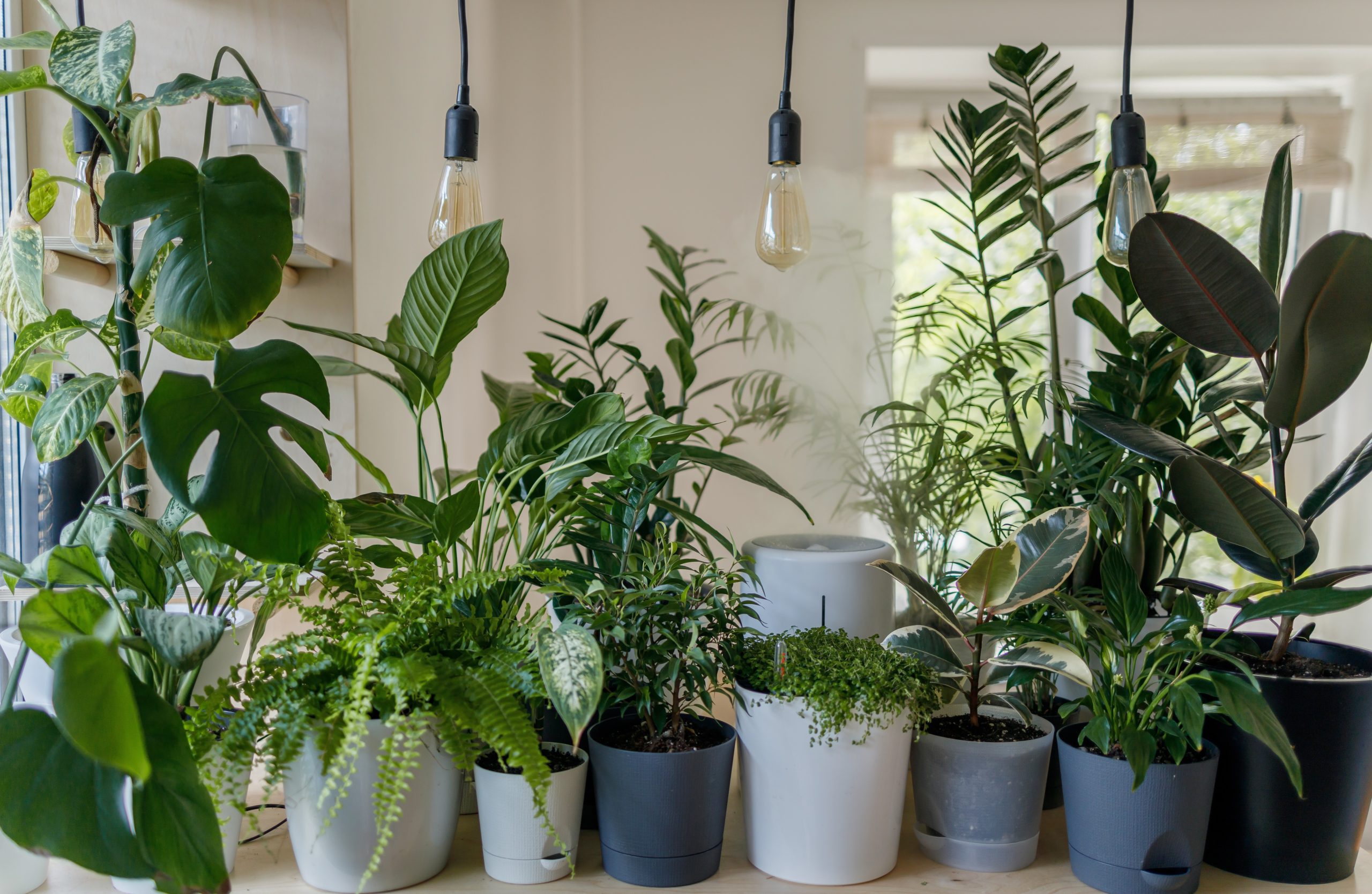 Photograph of houseplants in pots