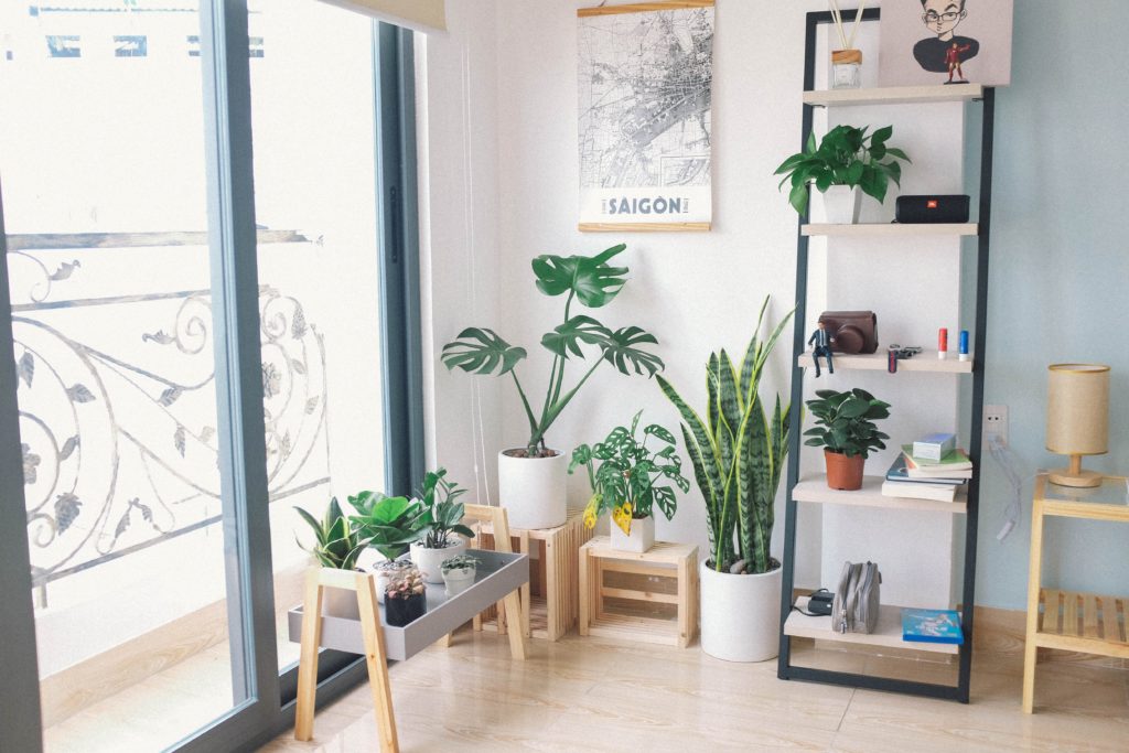 Photograph of some houseplants next to a door leading onto a balcony