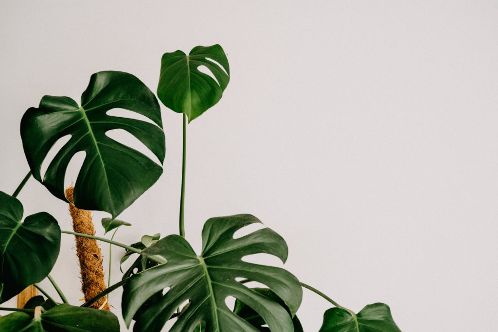 Photograph of a monstera plant