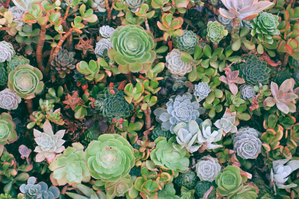 Photograph of an arrangement of succulents