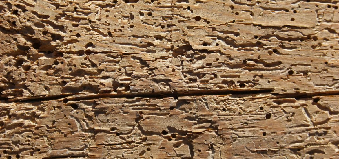 Photograph of wood showing exit holes for woodworm