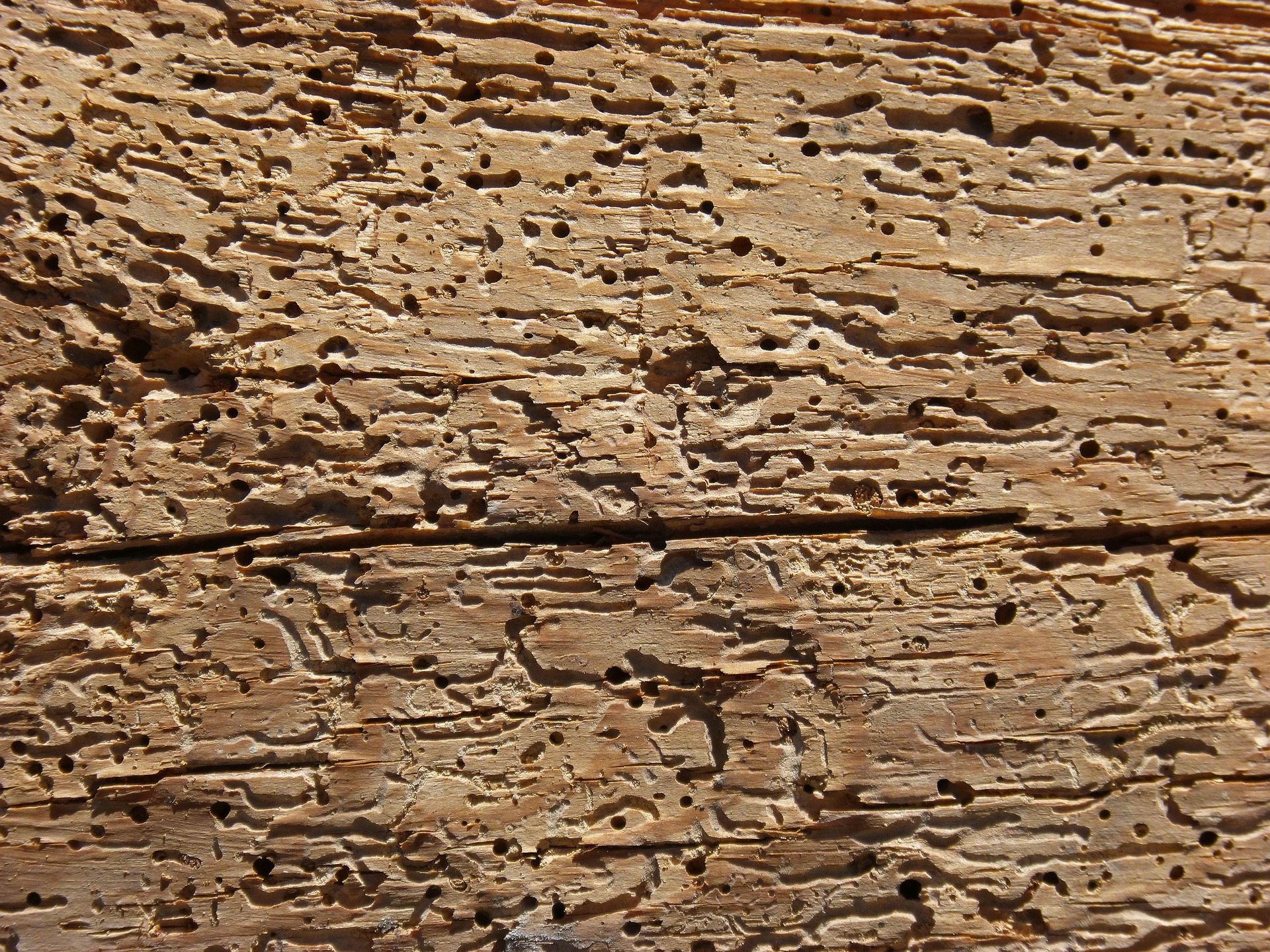 Photograph of wood showing exit holes for woodworm