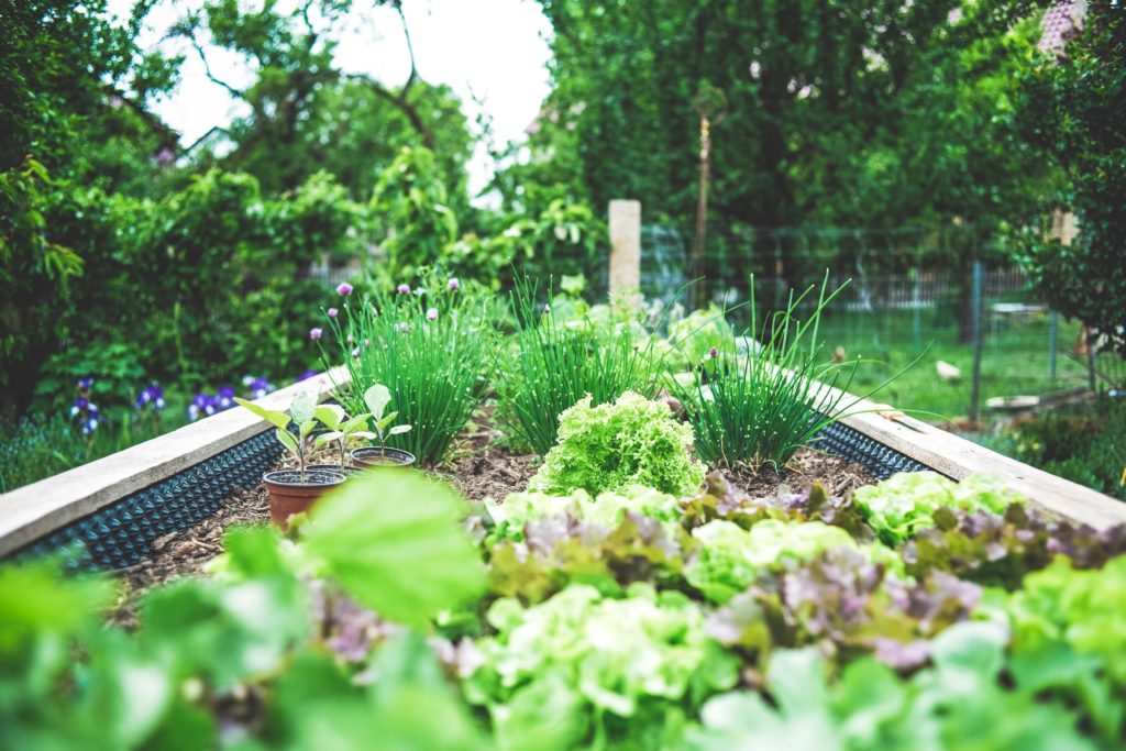 Photo of a herb garden