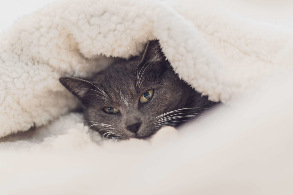Cat snuggled in a blanket