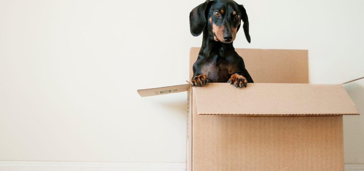 sausage dog popping out of a cardboard box