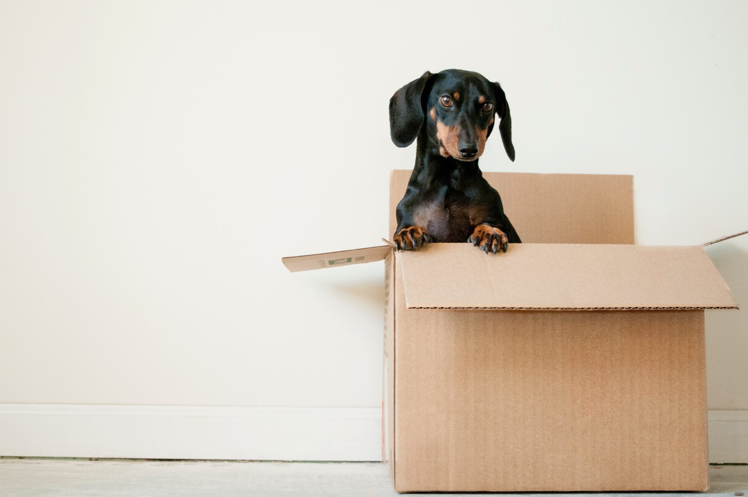 sausage dog popping out of a cardboard box